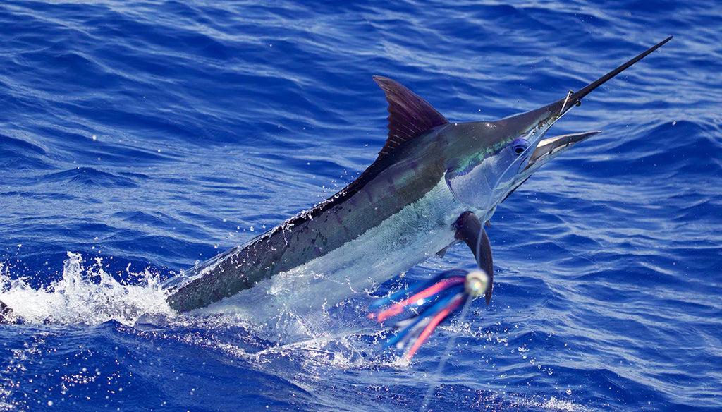 Hawaiin Style - Big Game Fishing in the Aloha State