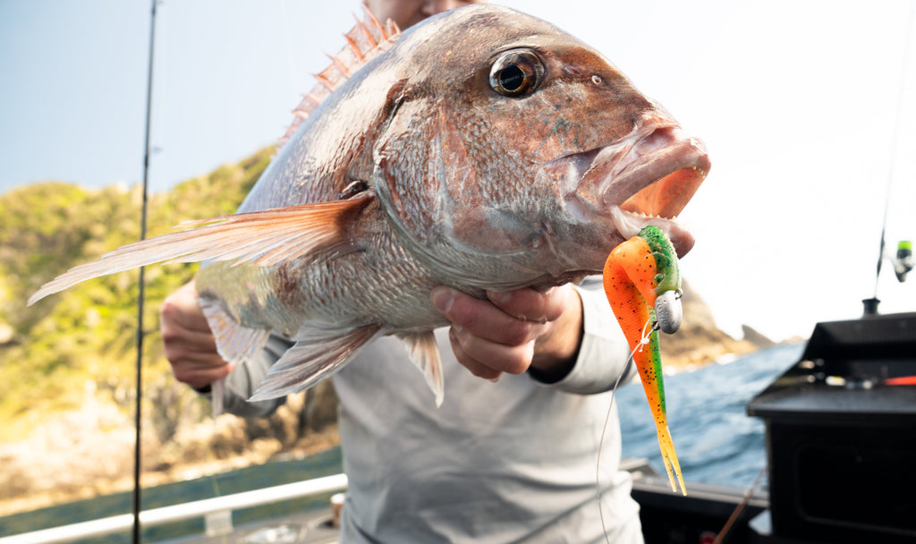 SPECIES PROFILE: Snapper, The King Of The Coast