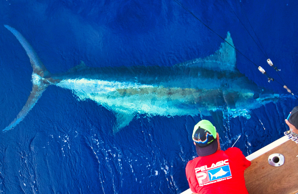 SPECIES PROFILE: Blue Marlin