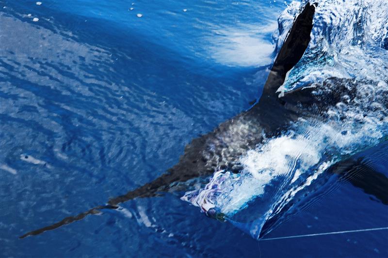 SPECIES PROFILE: White Marlin – Pelagic NZ